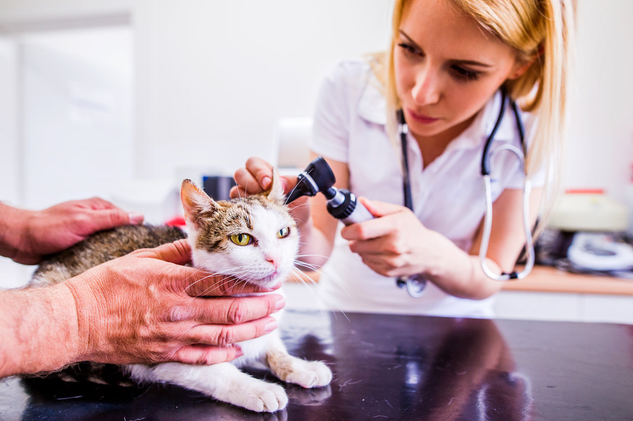 How to a Veterinary Nurse Qualifications & Careers Tapoly
