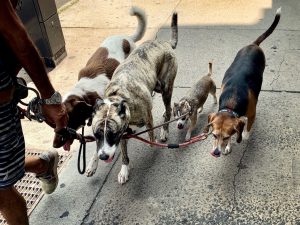 How to become a dog walker