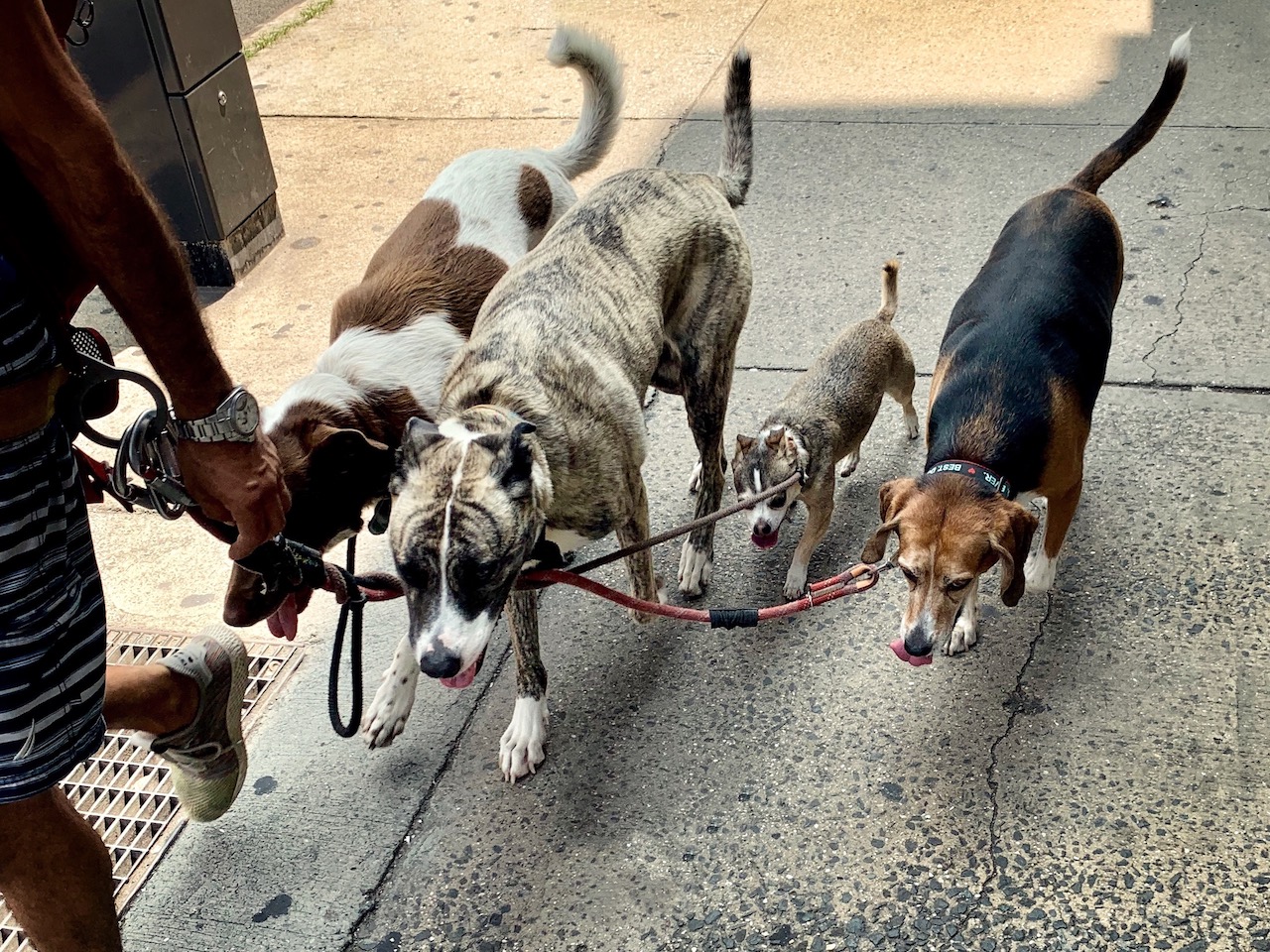 How to a Dog Walker & Start a Business Tapoly